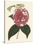 Antique Camellia II-Van Houtte-Stretched Canvas
