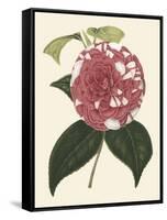 Antique Camellia II-Van Houtte-Framed Stretched Canvas