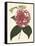 Antique Camellia II-Van Houtte-Framed Stretched Canvas