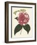 Antique Camellia II-Van Houtte-Framed Art Print