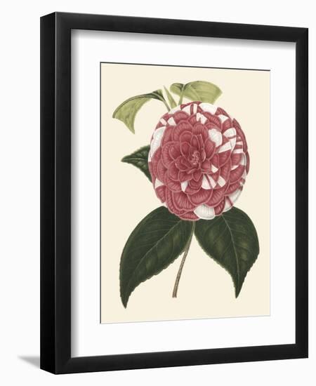 Antique Camellia II-Van Houtte-Framed Art Print
