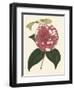 Antique Camellia II-Van Houtte-Framed Art Print