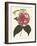 Antique Camellia II-Van Houtte-Framed Art Print