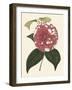 Antique Camellia II-Van Houtte-Framed Art Print