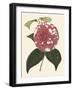 Antique Camellia II-Van Houtte-Framed Art Print