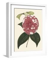 Antique Camellia II-Van Houtte-Framed Art Print