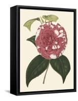 Antique Camellia II-Van Houtte-Framed Stretched Canvas