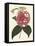 Antique Camellia II-Van Houtte-Framed Stretched Canvas