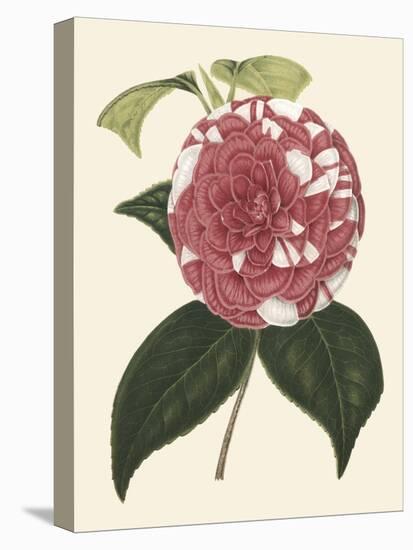 Antique Camellia II-Van Houtte-Stretched Canvas