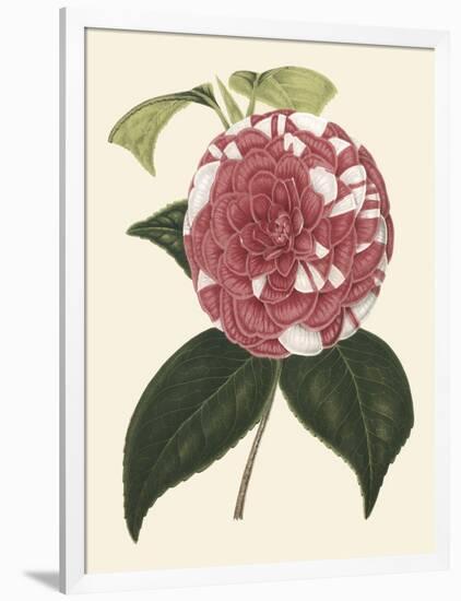 Antique Camellia II-Van Houtte-Framed Art Print