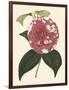 Antique Camellia II-Van Houtte-Framed Art Print