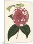 Antique Camellia II-Van Houtte-Mounted Art Print