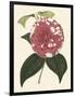 Antique Camellia II-Van Houtte-Framed Art Print