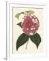 Antique Camellia II-Van Houtte-Framed Art Print