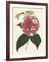 Antique Camellia II-Van Houtte-Framed Art Print