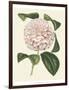 Antique Camellia III-Van Houtte-Framed Art Print