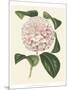 Antique Camellia III-Van Houtte-Mounted Art Print