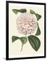 Antique Camellia III-Van Houtte-Framed Art Print