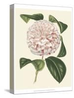 Antique Camellia III-Van Houtte-Stretched Canvas