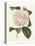 Antique Camellia III-Van Houtte-Stretched Canvas