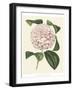 Antique Camellia III-Van Houtte-Framed Art Print