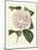 Antique Camellia III-Van Houtte-Mounted Art Print