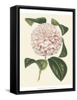 Antique Camellia III-Van Houtte-Framed Stretched Canvas
