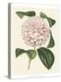 Antique Camellia III-Van Houtte-Stretched Canvas