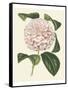 Antique Camellia III-Van Houtte-Framed Stretched Canvas