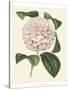 Antique Camellia III-Van Houtte-Stretched Canvas