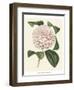 Antique Camellia III-Van Houtte-Framed Art Print