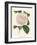 Antique Camellia III-Van Houtte-Framed Art Print