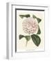 Antique Camellia III-Van Houtte-Framed Art Print