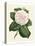 Antique Camellia IV-Van Houtte-Stretched Canvas