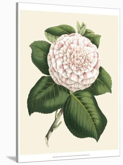 Antique Camellia IV-Van Houtte-Stretched Canvas