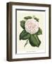Antique Camellia IV-Van Houtte-Framed Art Print