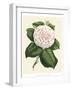 Antique Camellia IV-Van Houtte-Framed Art Print