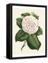 Antique Camellia IV-Van Houtte-Framed Stretched Canvas