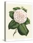 Antique Camellia IV-Van Houtte-Stretched Canvas