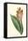 Antique Canna III-Van Houtt-Framed Stretched Canvas
