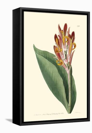 Antique Canna III-Van Houtt-Framed Stretched Canvas