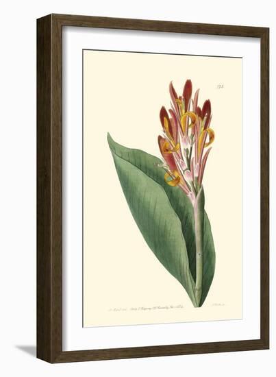 Antique Canna III-Van Houtt-Framed Art Print