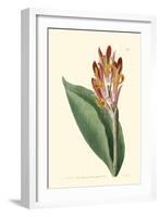 Antique Canna III-Van Houtt-Framed Art Print