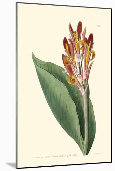 Antique Canna III-Van Houtt-Mounted Art Print