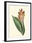 Antique Canna III-Van Houtt-Framed Art Print