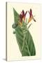 Antique Canna IV-Van Houtt-Stretched Canvas