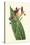 Antique Canna IV-Van Houtt-Stretched Canvas