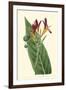 Antique Canna IV-Van Houtt-Framed Art Print