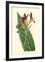 Antique Canna IV-Van Houtt-Framed Art Print