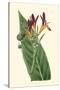 Antique Canna IV-Van Houtt-Stretched Canvas